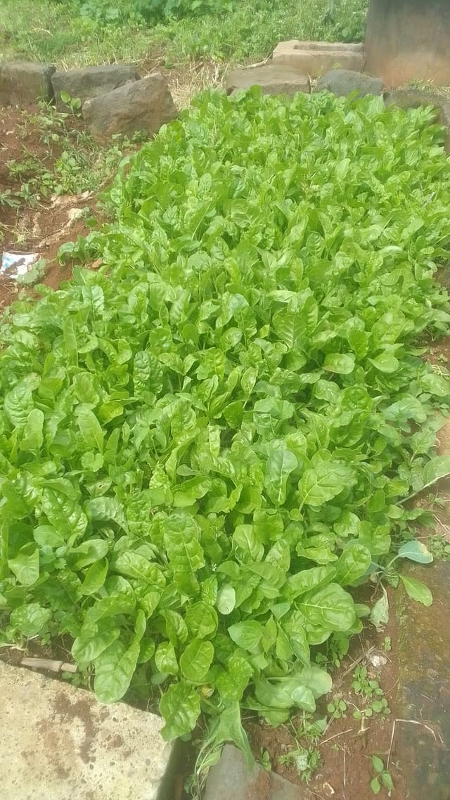 spinach seedlings 