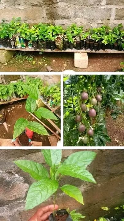 purple Passion fruits 