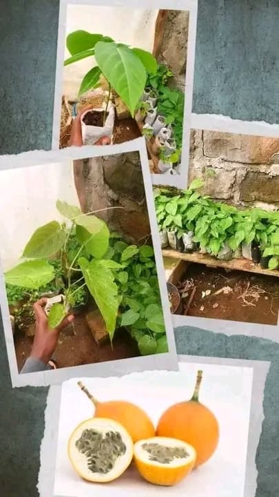 Explore the Unique Offerings at Bonafide Propagators in Nairobi
